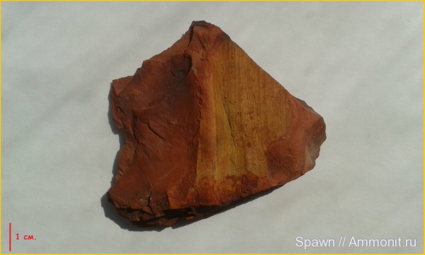 растения, кордаиты