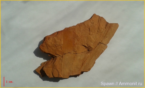 растения, кордаиты