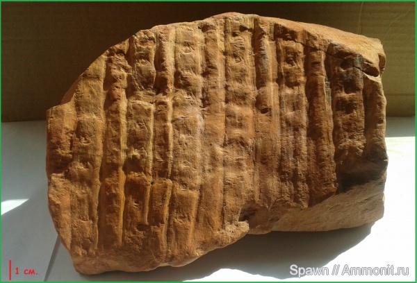 карбон, растения, Sigillaria, сигиллярии, Sigillaria elongata