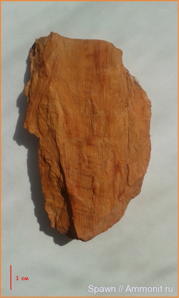 растения, кордаиты