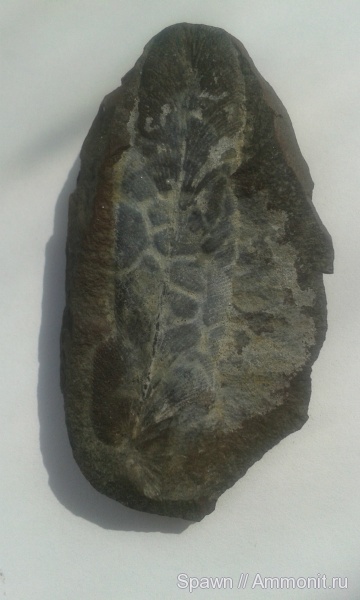 растения, птеридоспермы, Neuropteris