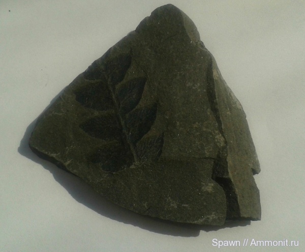 растения, птеридоспермы, Mariopteris, мариоптерисы