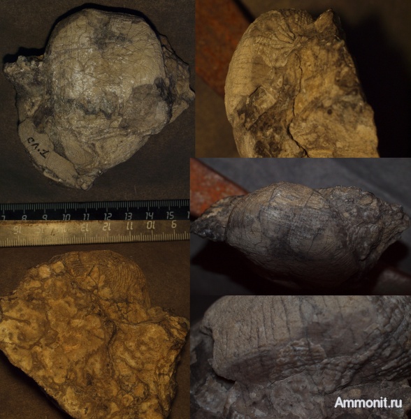 Productida, Reticulatia, московский ярус, Moscovian, мыс Чайка, YAKOVLEVIINAE