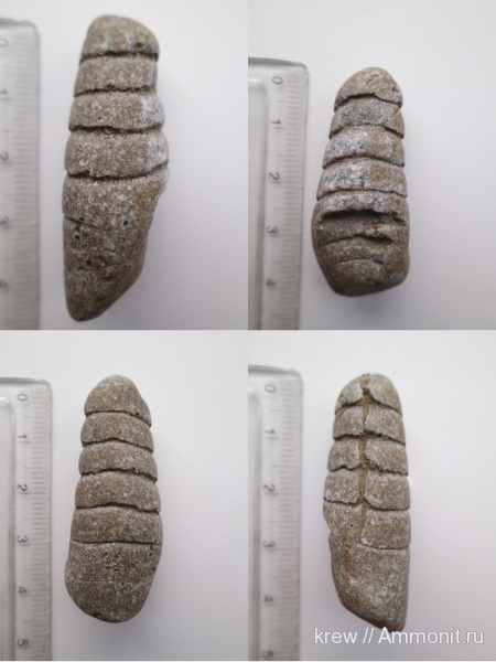 ордовик, палеозой, эндоцерасы, Ordovician