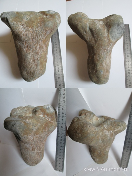 мел, губки, мезозой, Rhizopoterion, нижний маастрихт, Cretaceous