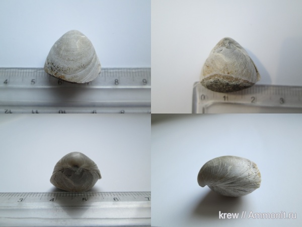 брахиоподы, мел, мезозой, Terebratulida, Cretaceous