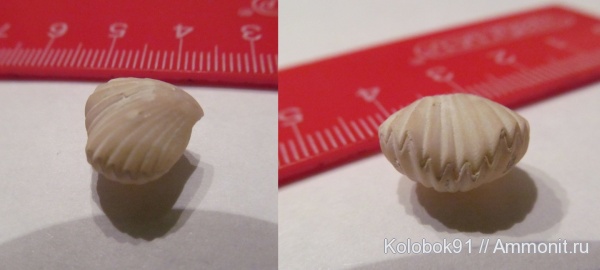 брахиоподы, мел, турон, Rhynchonellida, Orbirhynchia