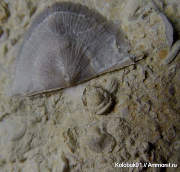 Stropheodonta, Otarion