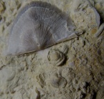 Кранидий трилобита рода Otarion