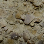 Фрагмент кранидия трилобита