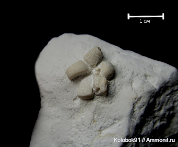 морские звезды