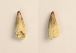Зуб ихтиозавра