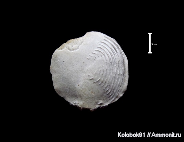 ручной аппарат