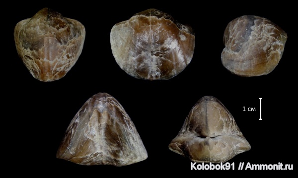 Tomestenoporhynchus, Rhynchonellidae, Leiorhynchidae, Tomestenoporhynchus rudkini