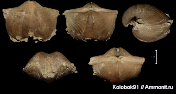 Aulopora, Cyrtospirifer, Cyrtospirifer rudkinensis, Hederella, Trypanites, Epizoans, Productida-Epizoans