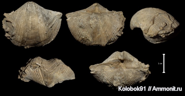 Aulopora, Cyrtospirifer, Cyrtospirifer rudkinensis, Microconchida, обрастание, Epizoans, Palaeoconchus