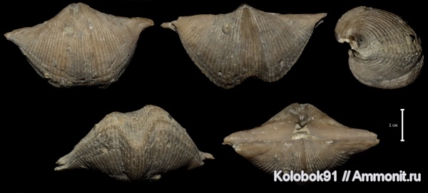 Cyrtospirifer, Cyrtospirifer rudkinensis, Microconchida, Trypanites, Epizoans, Palaeoconchus