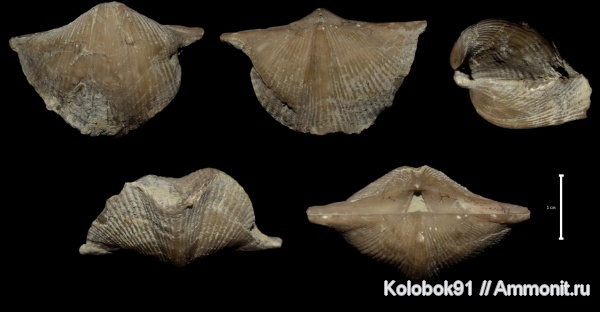 Cyrtospirifer, Cyrtospirifer rudkinensis, Прижизненные повреждения брахиопод