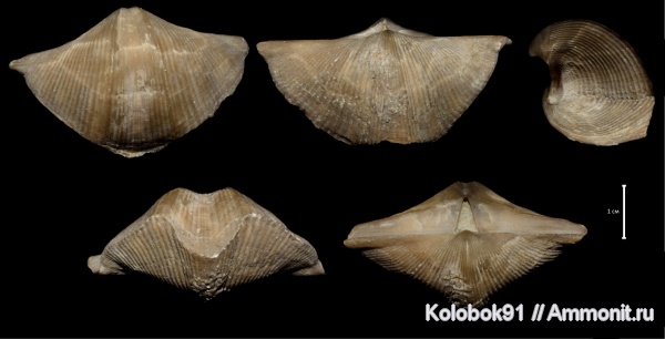 Cyrtospirifer, Cyrtospirifer rudkinensis, Hederella, Epizoans