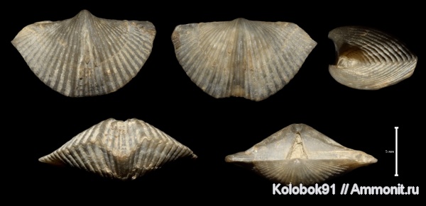 Cyrtospirifer, Hederella, Epizoans, Cyrtospirifer schelonicus