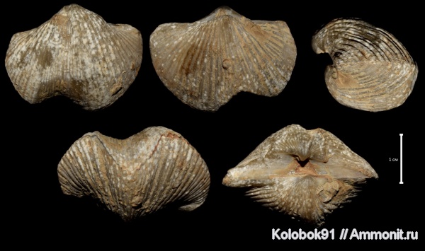 Cyrtospirifer, Epizoans, Productida-Epizoans, Cyrtospirifer schelonicus