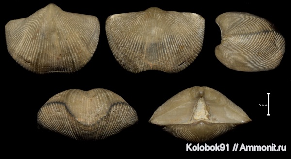 Cyrtospirifer rudkinensis