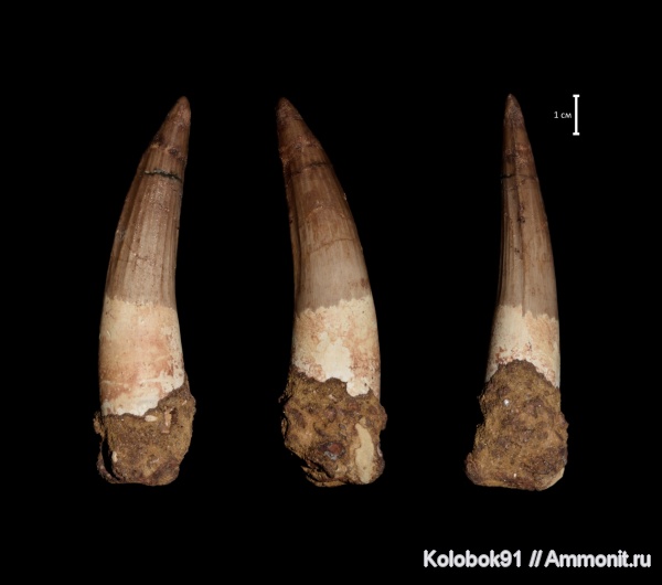 Spinosaurus aegyptiacus
