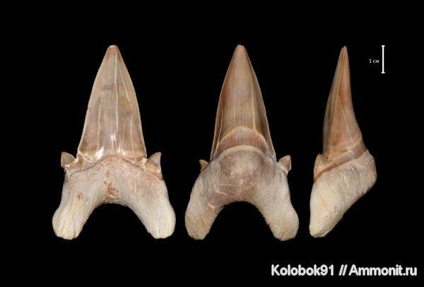 Otodus, Otodus obliquus