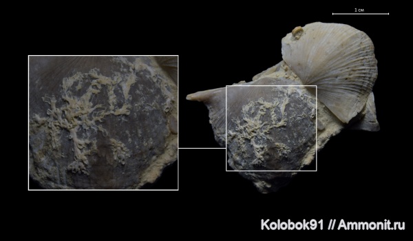 Hederella, Epizoans, Stropheodonta, Douvilina semilukiana, Stropheodonta asella, Douvilina