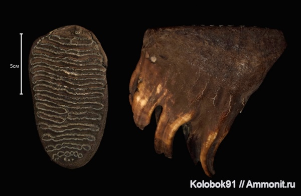 Mammuthus primigenius