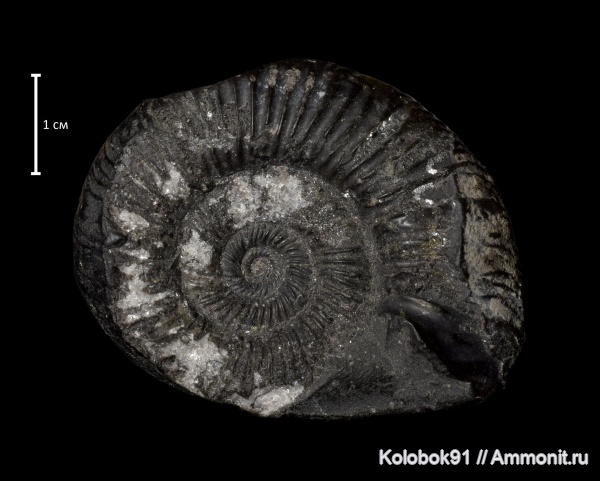 Индонезия, Pachyplanulites