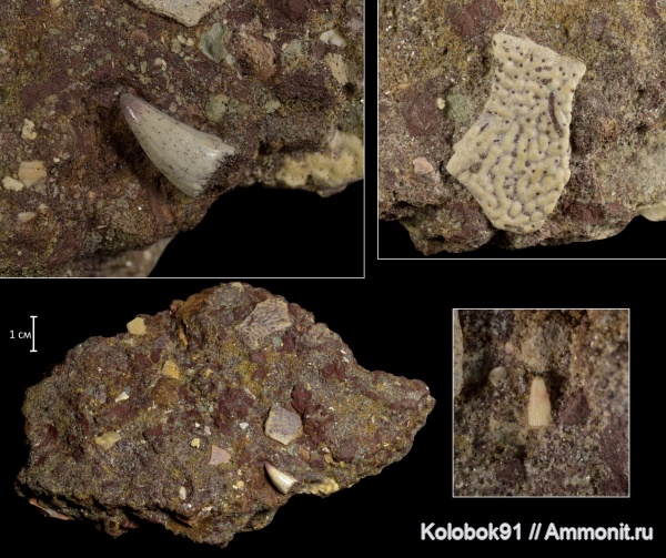 Sarcopterygii, Holoptychius