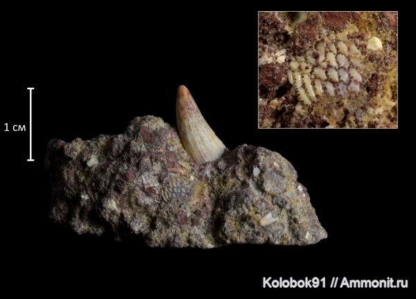 девон, Sarcopterygii, Agnatha, Holoptychius, бесчелюстные, Psammosteus, Psammosteus maeandrinus