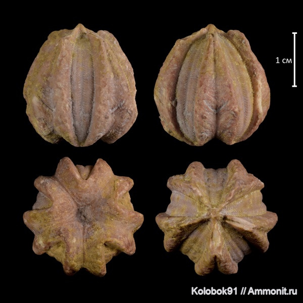 Schizoblastus batheri, Schizoblastus