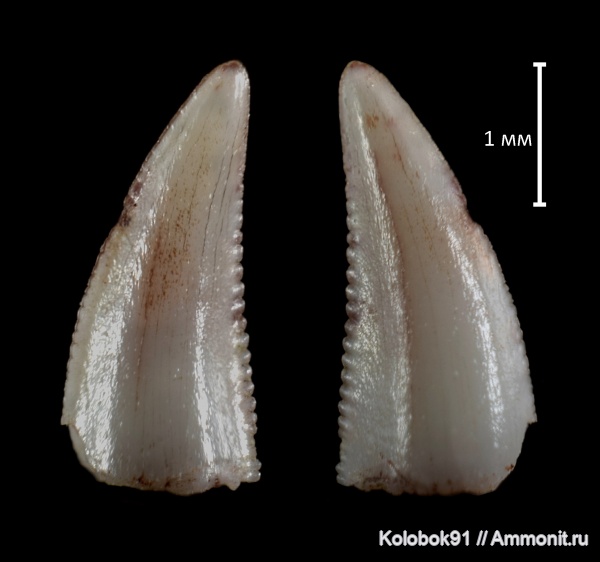рептилии, динозавры, Coelophysis