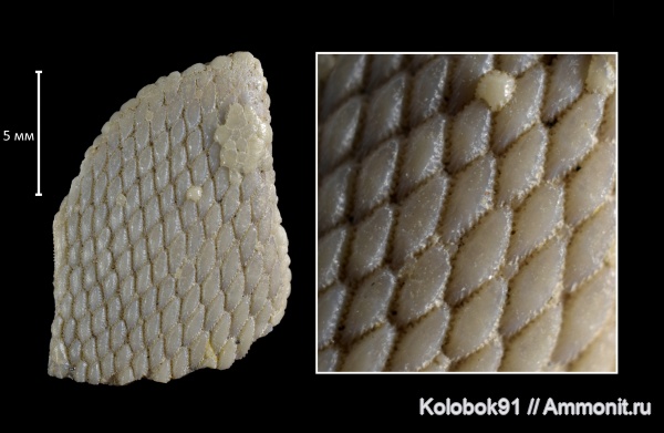 девон, Agnatha, бесчелюстные, Psammolepis, Psammolepis paradoxa