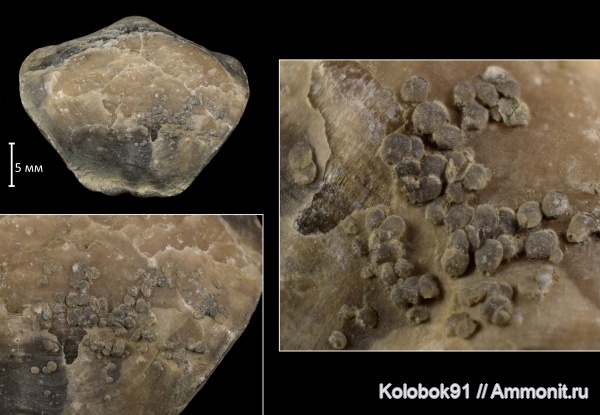 Tomestenoporhynchus, Epizoans, Прижизненное положение брахиопод