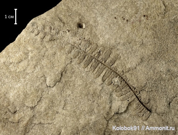 папоротники, Gleicheniaceae