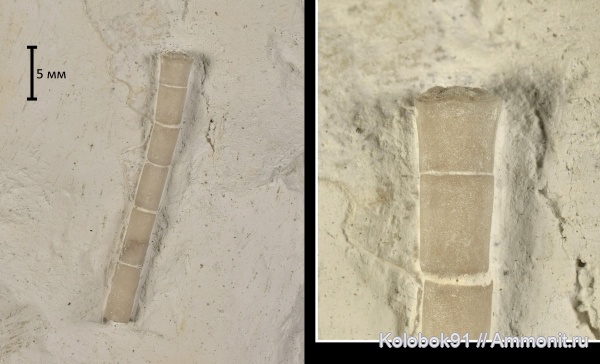 морские лилии, Crinoidea, Bourgueticrinus