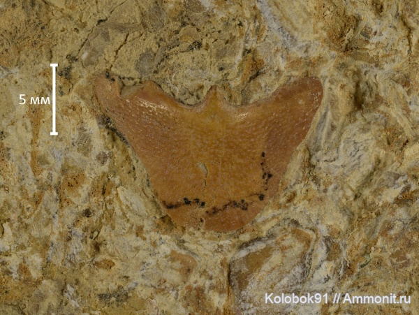 plourdosteus, nuchale