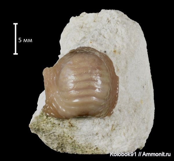 Ptychodus, Ptychodus mammillaris