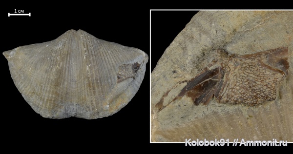 брахиоподы, девон, рыбы, Cyrtospirifer, Cyrtospirifer rudkinensis, Ptyctodontida, fish