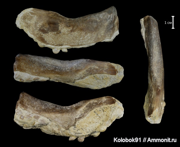 девон, рыбы, плакодермы, Placodermi, Ptyctodus, Rhynchodus, Ptyctodontida, fish, PTYCTODONTIDAE