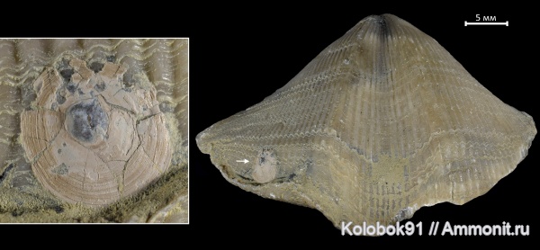 брахиоподы, девон, Cyrtospirifer, Orbiculoidea, inarticulata, Epizoans, Cyrtospirifer schelonicus, беззамковые