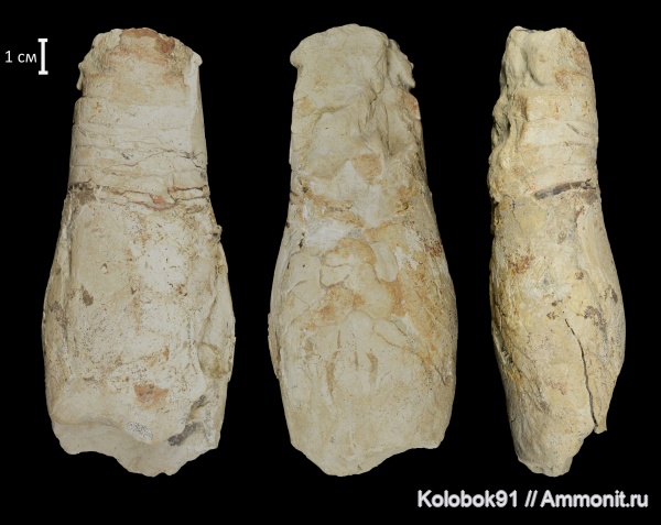 наутилоидеи, Paramooreoceras, ортоцериды