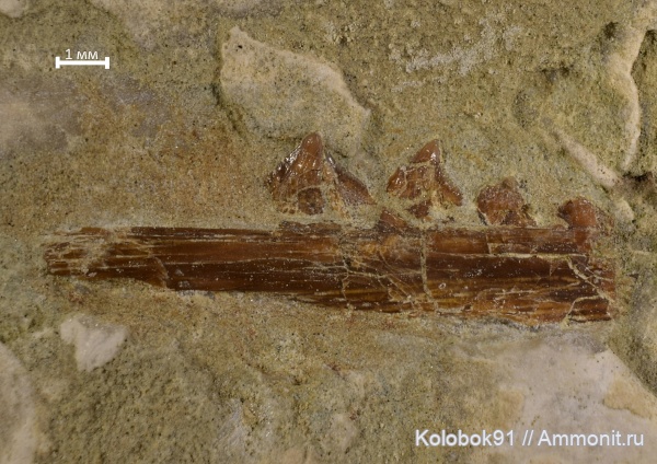 девон, рыбы, зубы, позвоночные, Devonian, Acanthodii, Acanthodiformes, челюсти, fish, teeth, Ischnacanthidae