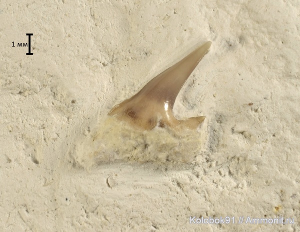 мел, зубы, акулы, турон, Hexanchidae, Selachii, многожаберные акулы