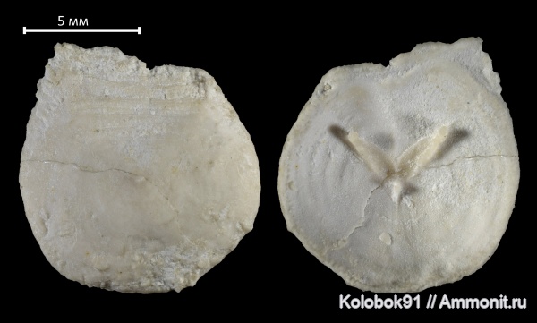 брахиоподы, brachiopoda, inarticulata, Craniscus, беззамковые