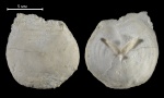 Craniscus sp.