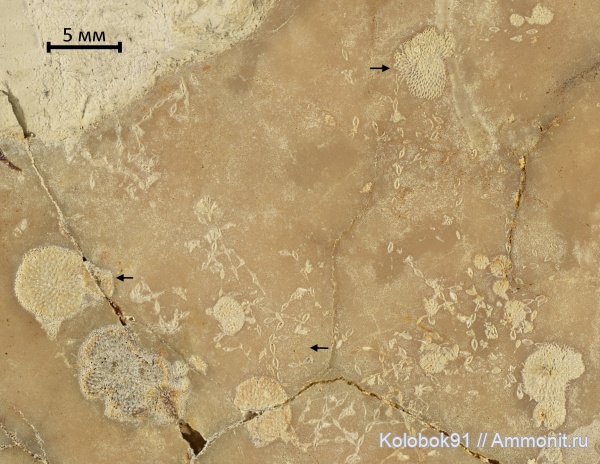 Bryozoa, Inoceramus, Foraminifera, Ectoprocta